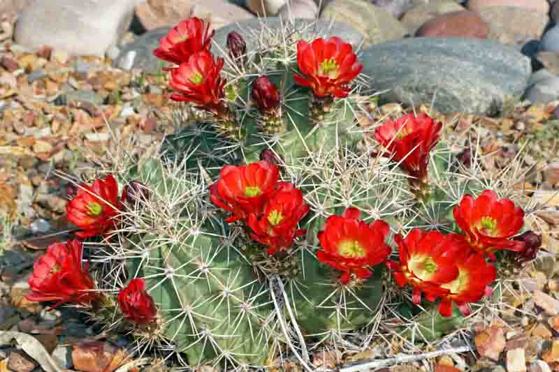 Echinocereus triglochidiatus, Claret Cup, Claret Cup Cactus, Hedgehog Cactus, Kingcup Cactus, Mojave Mound, Mohave Mound, Cactus