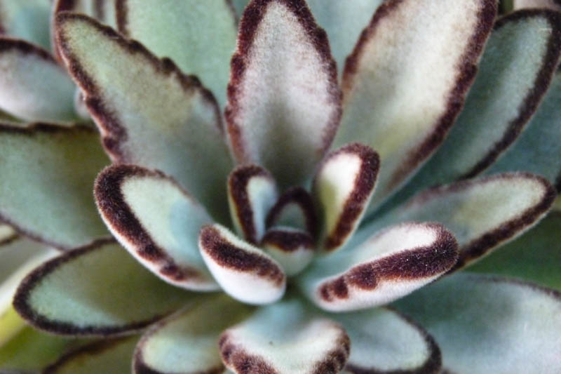 Kalanchoe tomentosa, Panda Plant, Pussy Ears, Chocolate Soldier, succulent plant, Drought tolerant plant