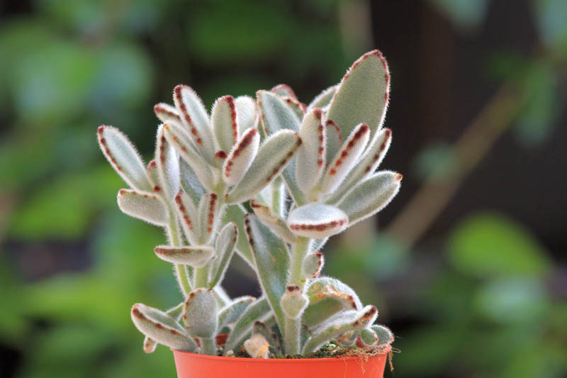 Kalanchoe tomentosa, Panda Plant, Pussy Ears, Chocolate Soldier, succulent plant, Drought tolerant plant
