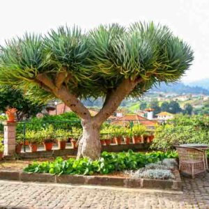 Dracaena draco, Dragon Tree, Dragon Blood tree, Asparagus draco, Drought tolerant shrub, drought tolerant tree