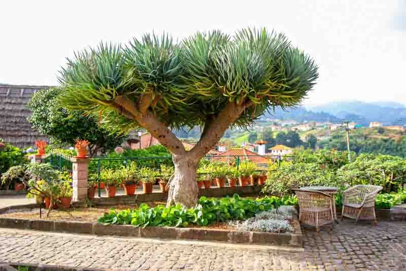 Dracaena draco, Dragon Tree, Dragon Blood tree, Asparagus draco, Drought tolerant shrub, drought tolerant tree