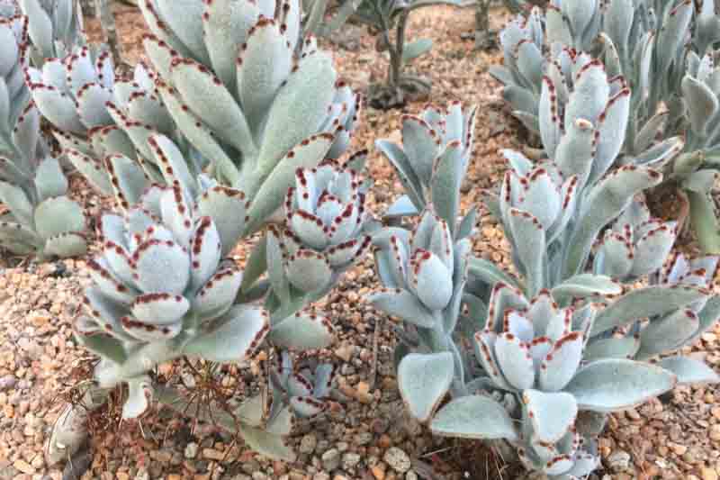 Kalanchoe tomentosa, Panda Plant, Pussy Ears, Chocolate Soldier, succulent plant, Drought tolerant plant