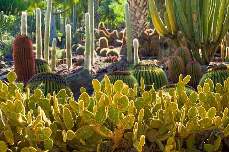 Bunny Ear Cactus, Bunny Cactus, Angel's-Wings, Bunny Ears, Polka Dot Cactus, Opuntia microdasys, Cactus, Prickly Pear