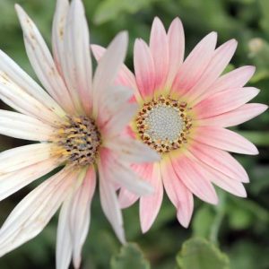 Arctotis, arctotis x hybrida, Arctotis x hybrida Wine, Drought tolerant flowers, Pink flowers, Pink African Daisies