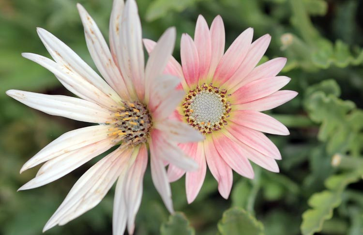 Arctotis, arctotis x hybrida, Arctotis x hybrida Wine, Drought tolerant flowers, Pink flowers, Pink African Daisies