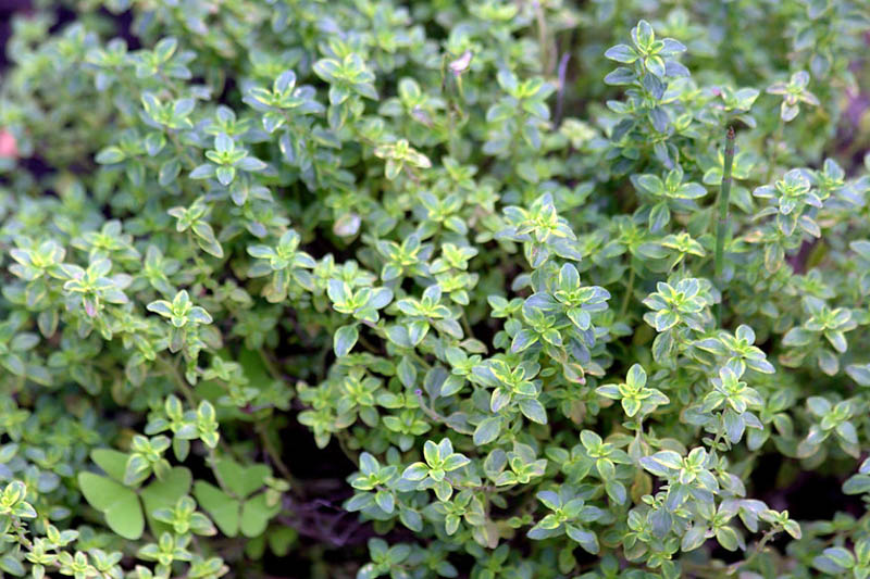 Lemon Thyme, Citrus Thyme, Thymus citriodorus, Fresh Thyme