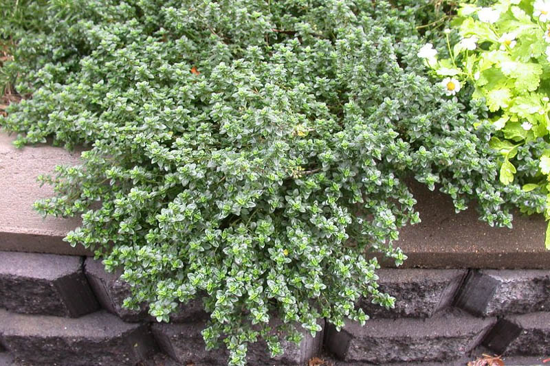 Lemon Thyme, Citrus Thyme, Thymus citriodorus, Fresh Thyme