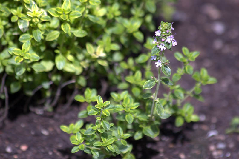 Lemon Thyme, Citrus Thyme, Thymus citriodorus, Fresh Thyme