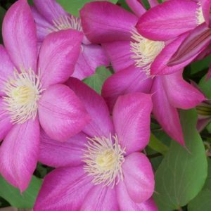 Clematis 'Bourbon', Large-Flowered Clematis 'Bourbon', Clematis 'Evipo018', group 2 clematis, Pink clematis, Clematis Vine, Clematis Plant, Flower Vines, Clematis Flower, Clematis Pruning,