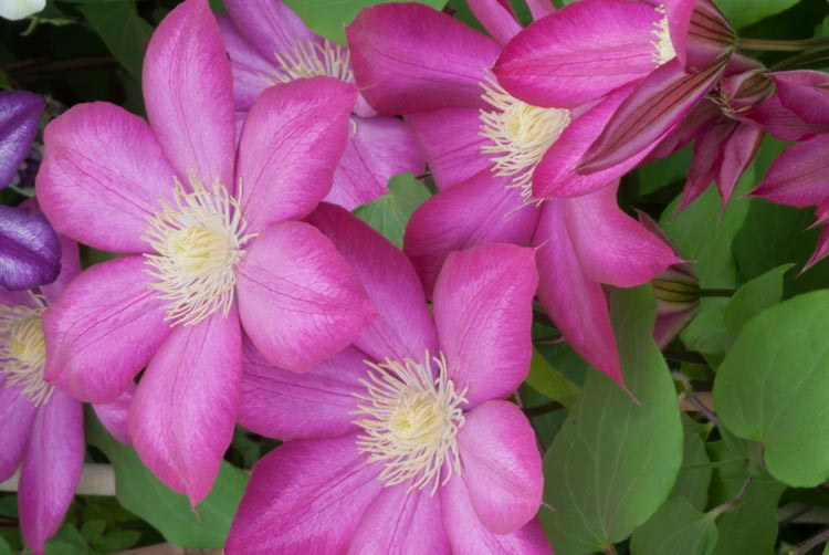 Clematis 'Bourbon', Large-Flowered Clematis 'Bourbon', Clematis 'Evipo018', group 2 clematis, Pink clematis, Clematis Vine, Clematis Plant, Flower Vines, Clematis Flower, Clematis Pruning,