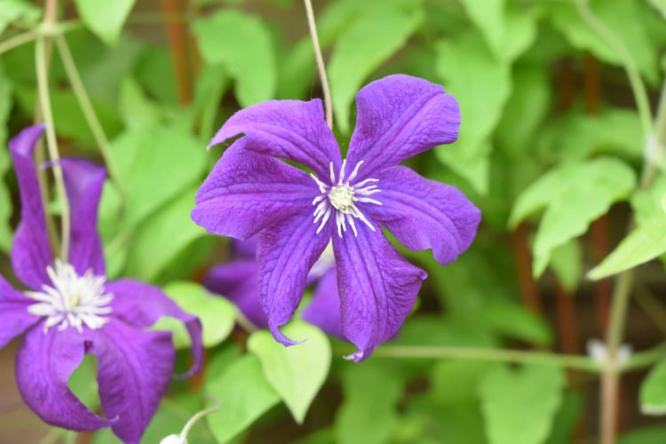 Clematis 'Aotearoa', Large-Flowered Clematis 'Aotearoa', group 3 clematis, Purple clematis, Clematis Vine, Clematis Plant, Flower Vines, Clematis Flower, Clematis Pruning