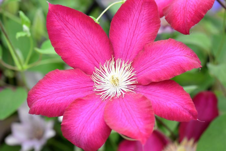 Clematis 'Bourbon', Large-Flowered Clematis 'Bourbon', Clematis 'Evipo018', group 2 clematis, Pink clematis, Clematis Vine, Clematis Plant, Flower Vines, Clematis Flower, Clematis Pruning,