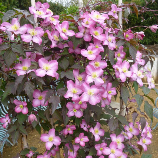 Clematis Freda, Montana Clematis, Pink Clematis, group 1 clematis, fragrant clematis, scented clematis, Clematis montana Freda, disease resistant clematis