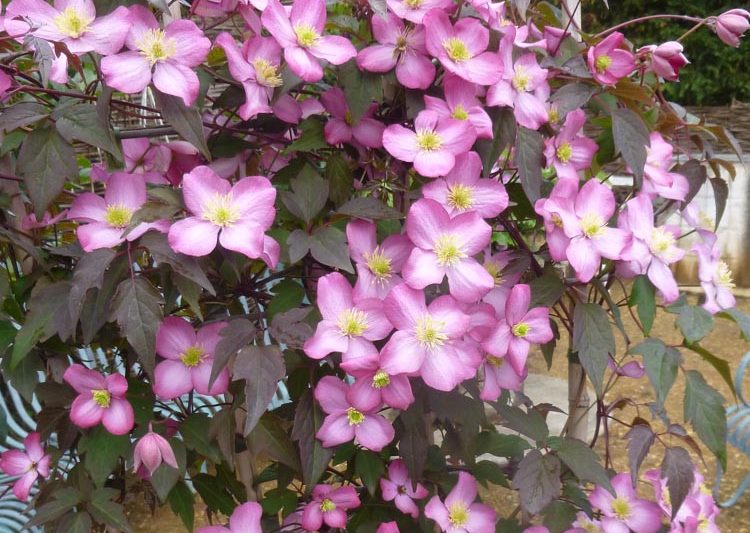 Clematis Freda, Montana Clematis, Pink Clematis, group 1 clematis, fragrant clematis, scented clematis, Clematis montana Freda, disease resistant clematis