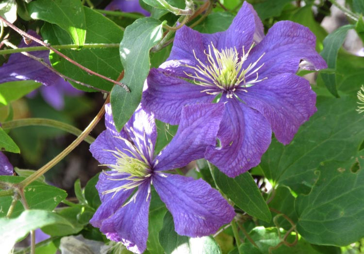 Clematis 'Rhapsody', Large-Flowered Clematis 'Rhapsody', group 2 clematis, Purple clematis, Clematis Vine, Clematis Plant, Flower Vines, Clematis Flower, Clematis Pruning,