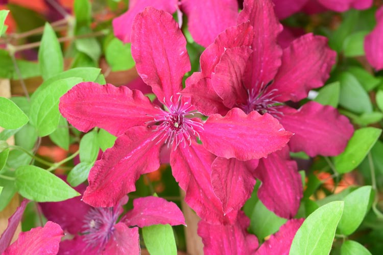 Clematis 'Rüütel', Large-Flowered Clematis 'Ruutel', group 2 clematis, Red clematis, Clematis Vine, Clematis Plant, Flower Vines, Clematis Flower, Clematis Pruning,