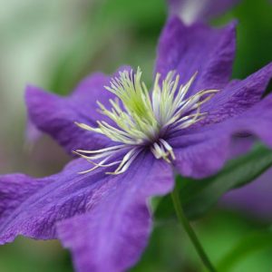 Clematis 'Rhapsody', Large-Flowered Clematis 'Rhapsody', group 2 clematis, Purple clematis, Clematis Vine, Clematis Plant, Flower Vines, Clematis Flower, Clematis Pruning,