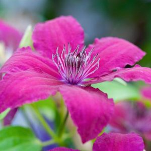 Clematis 'Rüütel', Large-Flowered Clematis 'Ruutel', group 2 clematis, Red clematis, Clematis Vine, Clematis Plant, Flower Vines, Clematis Flower, Clematis Pruning,