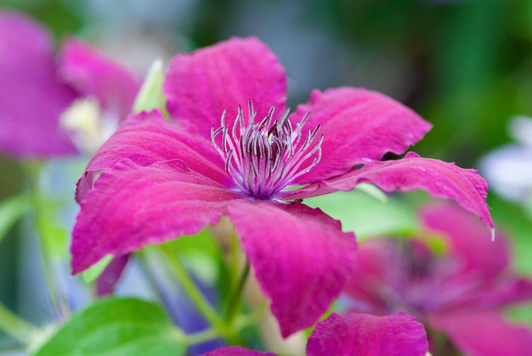 Clematis 'Rüütel', Large-Flowered Clematis 'Ruutel', group 2 clematis, Red clematis, Clematis Vine, Clematis Plant, Flower Vines, Clematis Flower, Clematis Pruning,