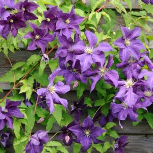 Clematis 'Aotearoa', Large-Flowered Clematis 'Aotearoa', group 3 clematis, Purple clematis, Clematis Vine, Clematis Plant, Flower Vines, Clematis Flower, Clematis Pruning