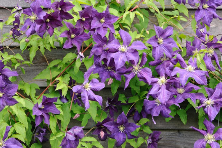 Clematis 'Aotearoa', Large-Flowered Clematis 'Aotearoa', group 3 clematis, Purple clematis, Clematis Vine, Clematis Plant, Flower Vines, Clematis Flower, Clematis Pruning