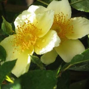 Rosa 'Mermaid',Rose 'Mermaid', Climbing Roses, Yellow roses, Shrub roses, Rose bushes, Garden Roses