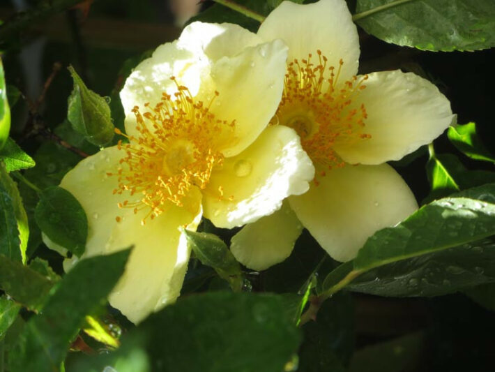 Rosa 'Mermaid',Rose 'Mermaid', Climbing Roses, Yellow roses, Shrub roses, Rose bushes, Garden Roses