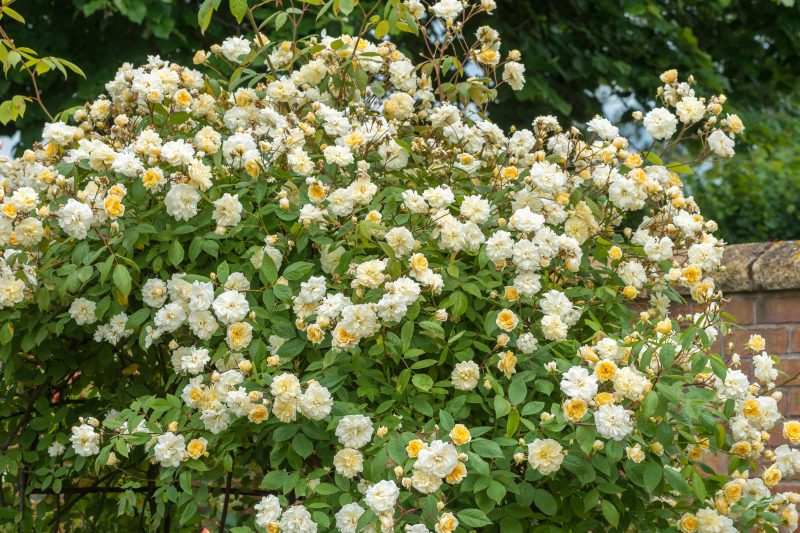 Rose Malvern Hills, Rosa Malvern Hills, Rambler Roses, English Roses, David Austin Roses, Climbing Roses, Rambler Roses, Yellow roses, Fragrant roses