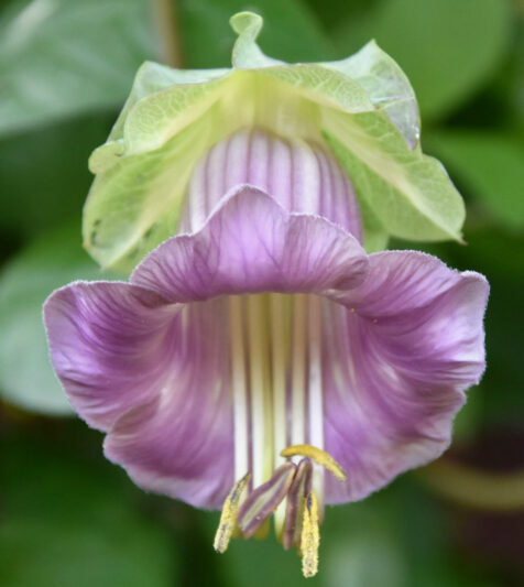 The cup and saucer vine, Cobaea scandens