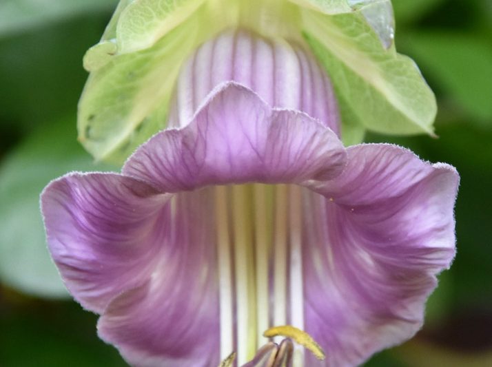 The cup and saucer vine, Cobaea scandens