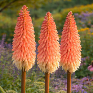 Kniphofia 'Timothy', Red Hot Poker 'Timothy', Poker Plant 'Timothy', Torch Lily 'Timothy', Tritoma 'Bees' Timothy', orange flowers, yellow flowers, summer perennial
