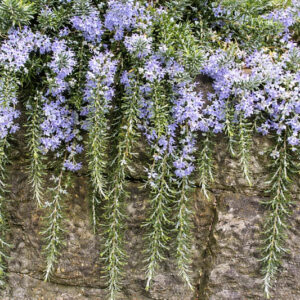 Rosmarinus Officinalis Prostratus, Creeping Rosemary, Prostrate Rosemary, Rosemary Prostratus Group, Rosmarinus corsicus 'Prostratus', Rosmarinus officinalis lavandulaceus, Rosmarinus officinalis repens, Rosmarinus officinalis 'Corsica Prostratus', Rosmarinus officinalis creeping, Rosmarinus officinalis 'Venzano Prostrate', Rosmarinus repens , fragrant shrub, fragrant herb, Mediterranean Plant, Perennial Shrub