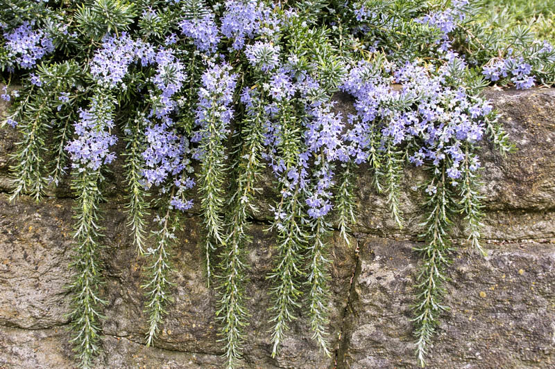 Creeping Rosemary (Salvia rosmarinus Prostratus Group) trailing evergreen with needle-like leaves and pale blue flowers