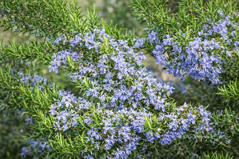 Rosmarinus Officinalis Prostratus, Creeping Rosemary, Prostrate Rosemary, Rosemary Prostratus Group, Rosmarinus corsicus 'Prostratus', Rosmarinus officinalis lavandulaceus, Rosmarinus officinalis repens, Rosmarinus officinalis 'Corsica Prostratus', Rosmarinus officinalis creeping, Rosmarinus officinalis 'Venzano Prostrate', Rosmarinus repens , fragrant shrub, fragrant herb, Mediterranean Plant, Perennial Shrub