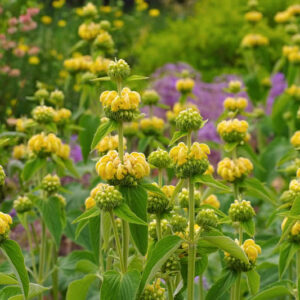 Phlomis Russeliana, Jerusalem Sage, Turkish Sage, Phlomis Samia Boiss, Phlomis Viscosa, Deer resistant perennials, Yellow perennials