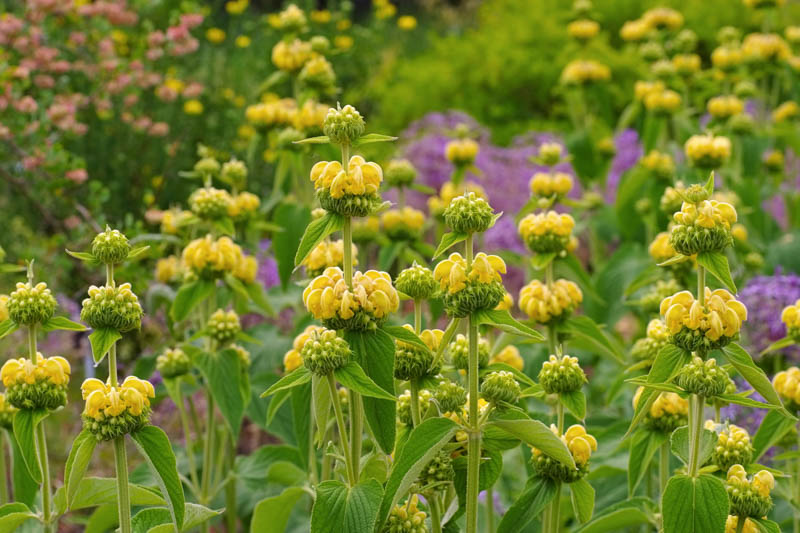Phlomis Russeliana, Jerusalem Sage, Turkish Sage, Phlomis Samia Boiss, Phlomis Viscosa, Deer resistant perennials, Yellow perennials