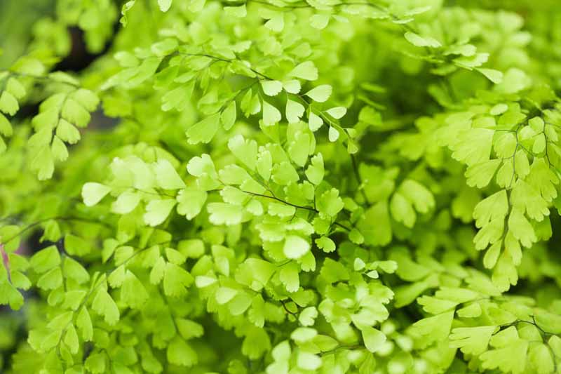 Adiantum raddianum,Delta Maidenhair, Adiantum cuneatum, Adiantum rubellum, Evergreen Fern, Shade plants, shade perennial, plants for shade, plants for wet soil