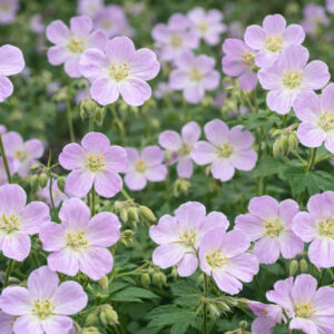 Geranium maculatum,Spotted Cranesbill, Wild Cranesbill, Chocolate Flower, North American Crowfoot, North American Wild Cranesbill, Rock Weed, Sailor's Knot, Shame-Face, Hardy Geraniums, Best geraniums, Best rock garden Geranium, pink geranium