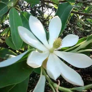 Sweetbay Magnolia, Magnolia virginiana, Sweetbay, Magnolia Flower