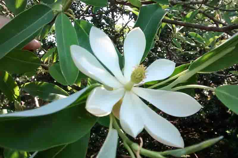 Sweetbay Magnolia, Magnolia virginiana, Sweetbay, Magnolia Flower