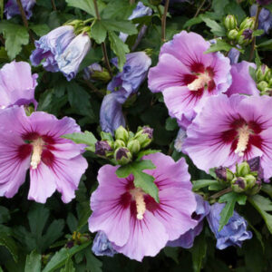 Hibiscus syriacus, Rose of Sharon, Shrub Althea, Flowering Shrub, Pink flowers, Blue flowers, White flowers