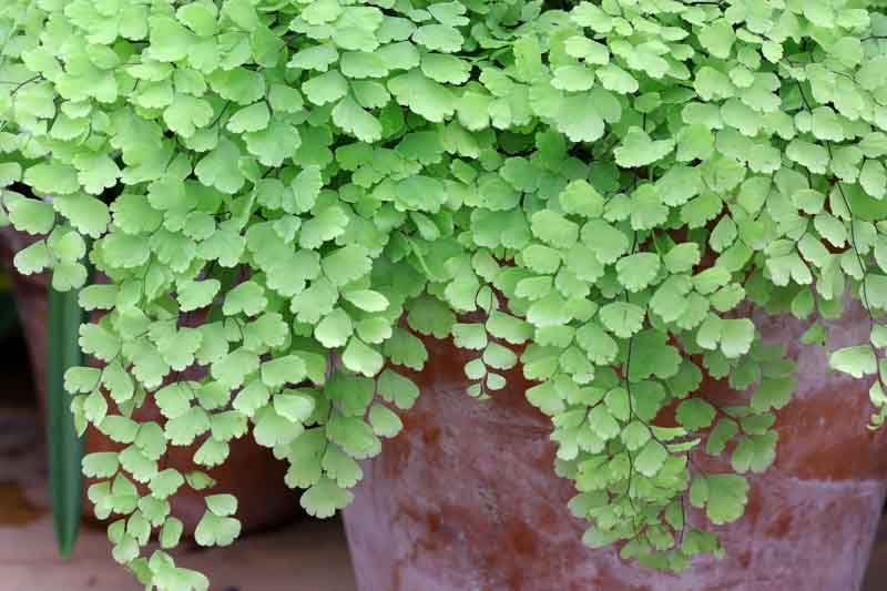 Adiantum raddianum,Delta Maidenhair, Adiantum cuneatum, Adiantum rubellum, Evergreen Fern, Shade plants, shade perennial, plants for shade, plants for wet soil