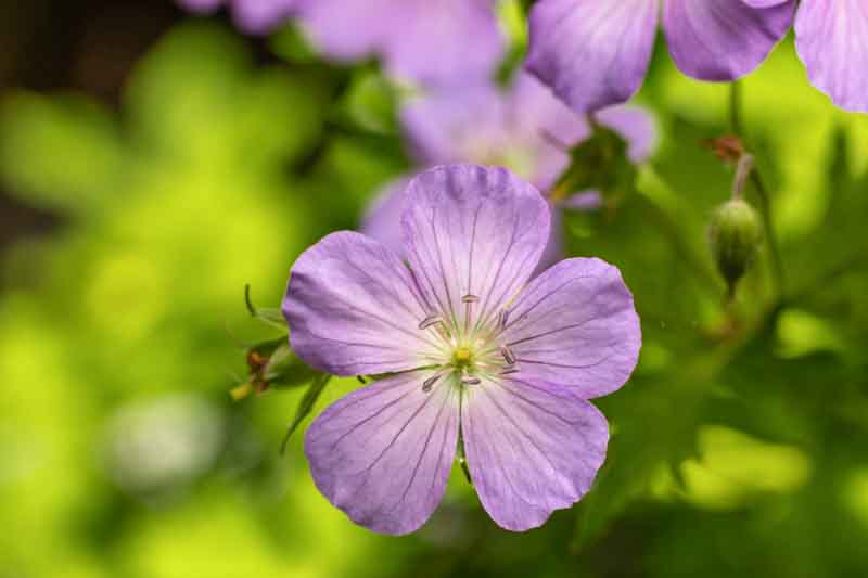 Geranium maculatum,Spotted Cranesbill, Wild Cranesbill, Chocolate Flower, North American Crowfoot, North American Wild Cranesbill, Rock Weed, Sailor's Knot, Shame-Face, Hardy Geraniums, Best geraniums, Best rock garden Geranium, pink geranium