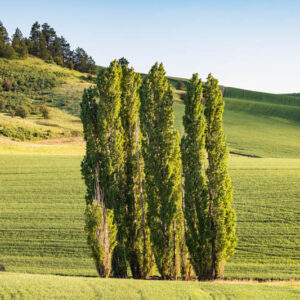 Populus nigra 'Italica', Lombardy Poplar, Italian Poplar, Lady Poplar, Deciduous Tree, Fall Color