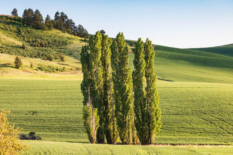 Populus nigra 'Italica', Lombardy Poplar, Italian Poplar, Lady Poplar, Deciduous Tree, Fall Color