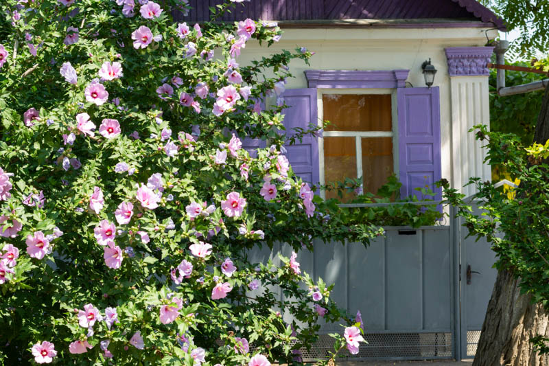 Flowers of Hibiscus syriacus in front of a window of a rural house with lilac shutters on a summer sunny day.