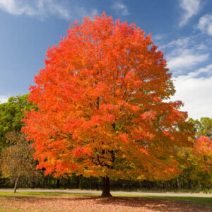 Acer saccharum, Sugar Maple, Northern Sugar Maple, Rock Maple, Striped Maple, Acer palmifolium, Acer saccharophorum, Tree with fall color, Fall color, Red Leaves, Red Autumn Leaves,