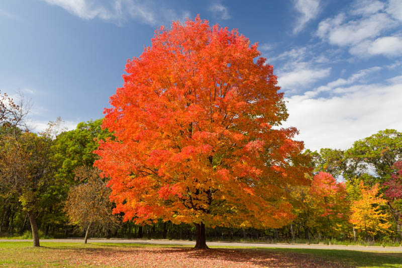 Acer Saccharum