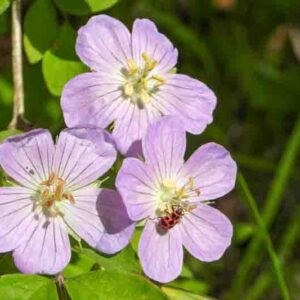 Geranium maculatum,Spotted Cranesbill, Wild Cranesbill, Chocolate Flower, North American Crowfoot, North American Wild Cranesbill, Rock Weed, Sailor's Knot, Shame-Face, Hardy Geraniums, Best geraniums, Best rock garden Geranium, pink geranium