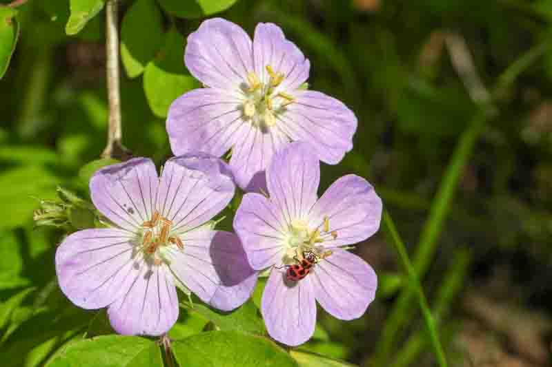 Geranium maculatum,Spotted Cranesbill, Wild Cranesbill, Chocolate Flower, North American Crowfoot, North American Wild Cranesbill, Rock Weed, Sailor's Knot, Shame-Face, Hardy Geraniums, Best geraniums, Best rock garden Geranium, pink geranium